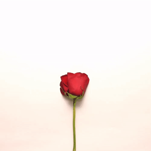 I Love Flower GIF by cintascotch - Find & Share on GIPHY