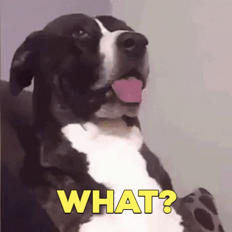 perro sorprendido de que los megapíxeles no son lo único que influye en la calidad de las fotografías.- Blog Hola Telcel
