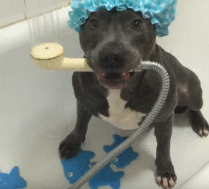 perrito tiene todo listo para limpiar su dispositivo de manera constante.- Blog Hola Telcel