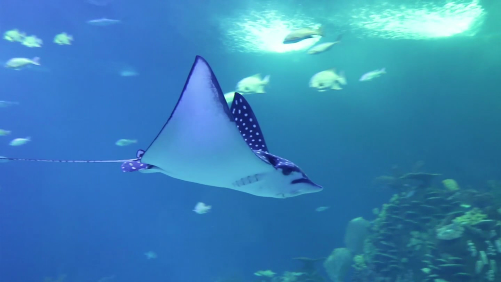 Así es el nuevo acuario de Mazatlán
