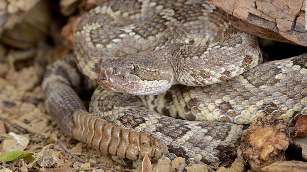 Sabes cómo calmar a una serpiente con estrés?