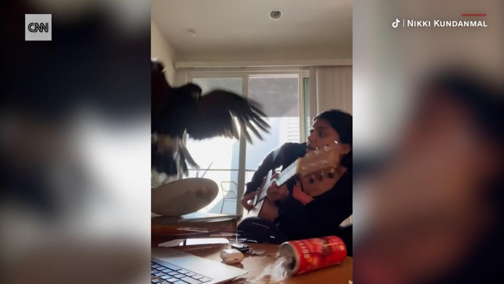 Perro protege valientemente a su dueña de las garras de un halcón