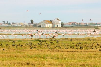 Centenares de flamencos buscan gusanos y crustáceos en los arrozales de la Albufera, donde pasan el invierno.