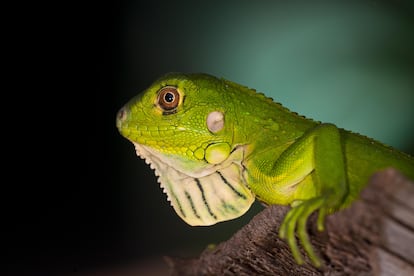 Una iguana en el parque nacional Coiba.