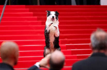 Messi, el perro que participó en la película 'Anatomie d’une chute' a su llegada a la alfombra roja de Cannes, el 14 de mayo.