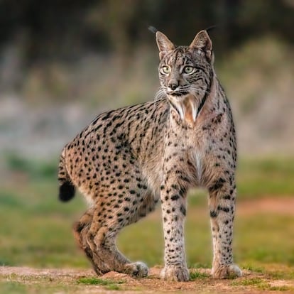 Lince ibérico (Lynx pardinus) en Almuradiel (Ciudad Real).