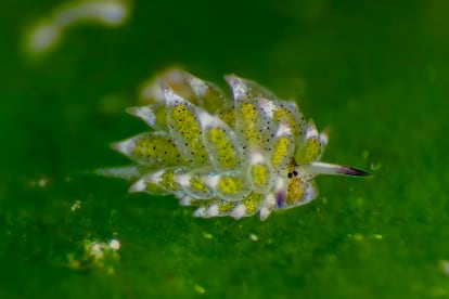 Babosa de mar de la especie Costasiella kuroshimae, en Anilao (Filipinas). Es del tamaño de un grano de arroz.