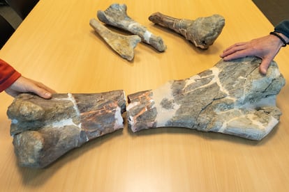 Tibia completa de un titanosaurio en el ICP de Sabadell.