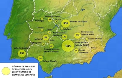 El lince duplica su población en solo tres años y llega a los 2.000 ejemplares | Clima y Medio Ambiente