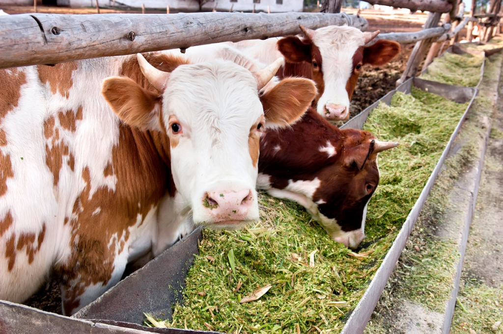 Treseus | Tendencias Innovadoras en la Nutrición Animal: Impulsando la Salud y el Rendimiento 