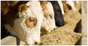 Suplementación Alimenticia y su Impacto en la Salud y Rendimiento del Ganado: Optimizando la Producción Agrícola 
