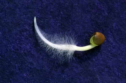 Una semilla de rábano recién germinada muestra su radícula y los pelos absorbentes.