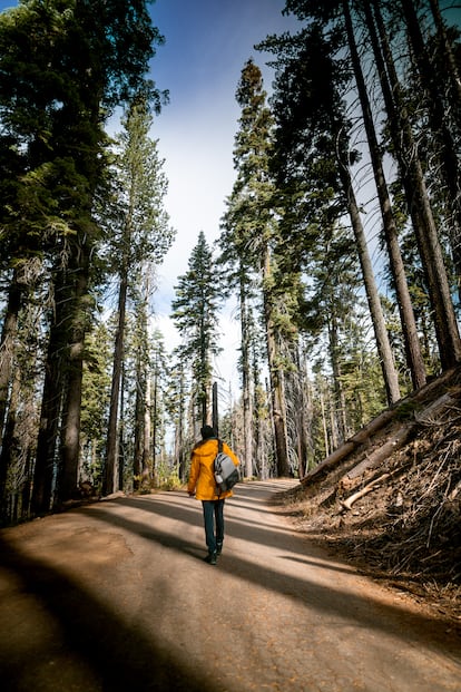 Senderismo entre secuoyas en el parque nacional de Yosemite.