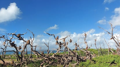 El huracán 'María' se llevó por delante el 63% de la vegetación de Cayo Santiago, así que la sombra se convirtió en un recurso escaso y muy valioso. En la imagen, un grupo de macacos sobre los árboles muertos.