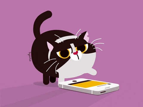 Gatito navegando por Instagram y encuentra la función Pals.- Blog Hola Telcel
