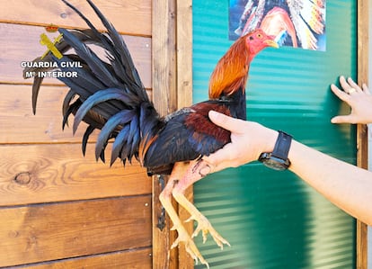 Uno de los gallos de pelea hallados en el recinto.