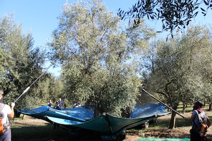 Momento de la recolección de la oliva en la finca de Aubocassa, en Mallorca. Imagen proporcionada por la firma.