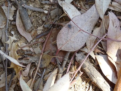 La garrapata Hyalomma lusitanicum.