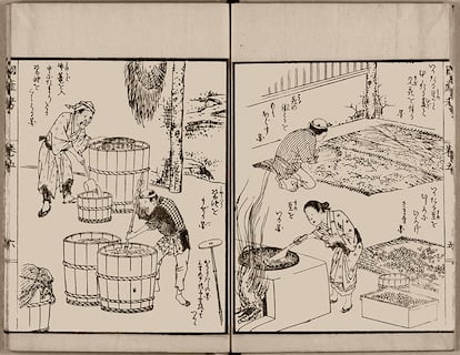 Ilustración del libro de agricultura 'Koeki Kokusanko', de la era Edo de Japón (1603-1867), muestra la producción de salsa de soja. Arriba a la derecha, el moho koji se mezcla con soja y trigo en una gran estera en la primera de las dos fermentaciones necesarias para elaborar el condimento.