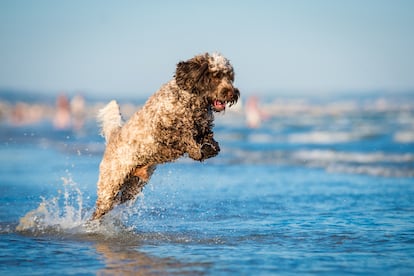 Un perro de agua juega en la orilla de una playa.