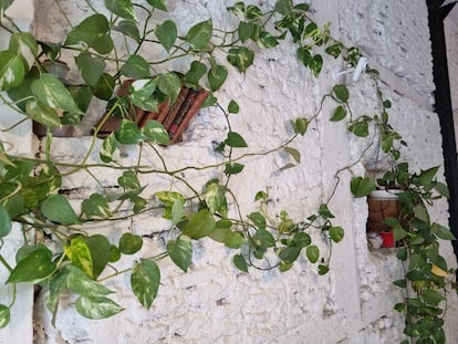 Un poto muestra hojas completamente verdes en la parte más alejada de la ventana y hojas variegadas a medida que se acerca a zonas de mayor luz.