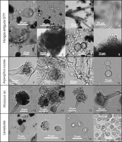 Los análisis de residuos en fragmentos de cerámica del yacimiento neolítico de Guantaoyuan, en China, revelaron restos de estructuras microbianas (dos filas superiores, hongos antiguos GTY). Estos antiguos microbios se parecen mucho a los hongos 'Aspergillus oryzae' (tercera fila), 'Rhizopus' (cuarta fila) y levaduras (fila inferior), que se utilizan para elaborar diversos alimentos y bebidas fermentados. L. LIU ET AL / PNAS 2019