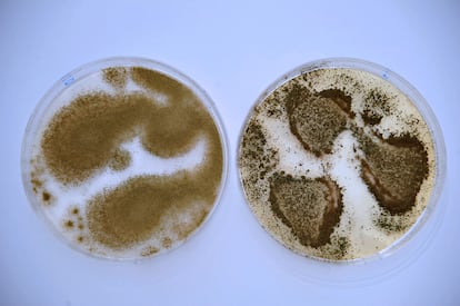 Se cree que el fermentador alimentario 'Aspergillus oryzae' (izquierda) es una versión domesticada del 'Aspergillus flavus' (derecha), que produce aflatoxinas que pueden contaminar las cosechas, envenenar a las personas y provocar cáncer. JOHN GIBBONS