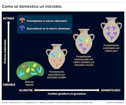 Los científicos creen que la domesticación de un microbio podría ocurrir de esta manera: existe, junto con otros microbios, en la naturaleza, donde varían factores ambientales como la temperatura y la humedad (abajo a la izquierda). Con el tiempo, se adapta a un entorno alimentario estable y confortable (centro) y acaba existiendo como cultivo puro en un entorno muy controlado.