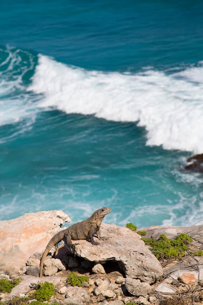 Una de las muchas iguanas que esperan en Punta Sur.