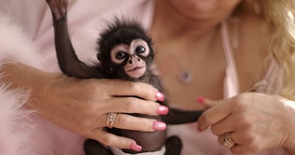 Tonia Haddix sostiene un mono en una imagen de la serie documental 'Locos por los monos'.