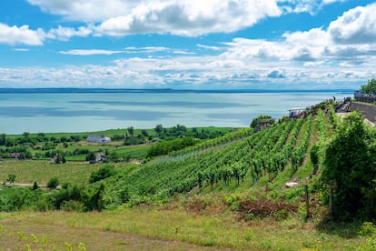 Viñedos a orillas del lago Balatón, en Hungría.