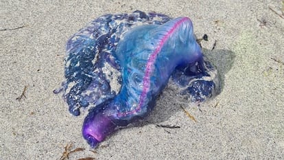 Ejemplar de carabela en una playa de Vigo el 3 de agosto.