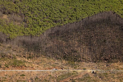 Estado de la zona malagueña de Sierra Bermeja el pasado octubre, dos años después del gran incendio que asoló más de 7.000 hectáreas.