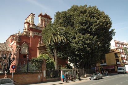 Estado original del ficus en una imagen incluida en el informe de la parroquia de San Jacinto.