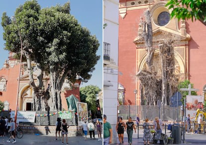 El ficus centenario de Sevilla, antes y después de su poda drástica.