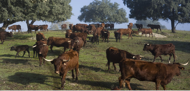 Treseus | Guardianes del Terreno: Razas Autóctonas en la Ganadería Extensiva 
