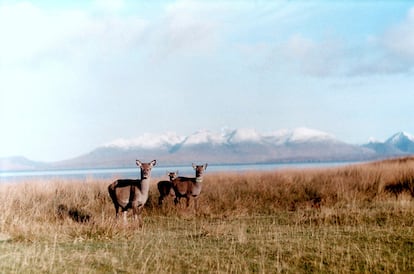 Tres hembras de ciervo en Rùm, la mayor de las Pequeñas Islas de la costa occidental de Escocia, donde se estudia a los ciervos salvajes desde hace más de 50 años.