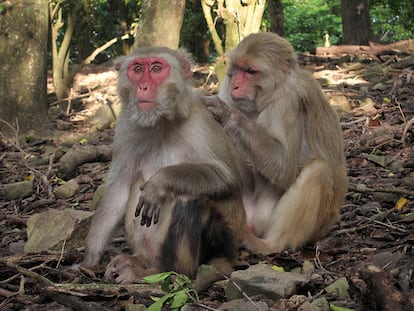 Una pareja de macacos rhesus hembra se acicalan mutuamente en Cayo Santiago. Las hembras mayores se acicalan y son acicaladas con la misma frecuencia que los animales más jóvenes, pero se vuelven más selectivas y se centran en los parientes y compañeros con los que han mantenido relaciones sólidas durante mucho tiempo.