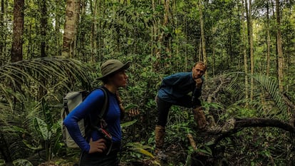 Adriana Esquivel Muelbert y Evan Gora hablaban con otros investigadores, que no aparecen en la imagen, mientras buscaban evidencias de la causa de la muerte de un árbol gigante en la reserva de Ducke, el 15 de mayo.