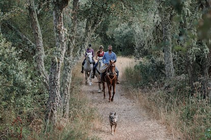 Marco Barba a lomos de una yegua lidera una ruta por un bosque de castaños en Las Médulas, en el Bierzo.