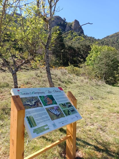 Un "oasis de mariposas" en Las Planas, Ara, en Huesca.