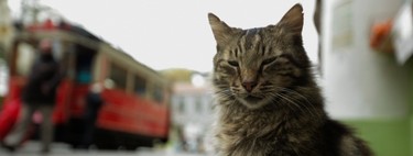 Las 13 mejores películas para amantes de los gatos