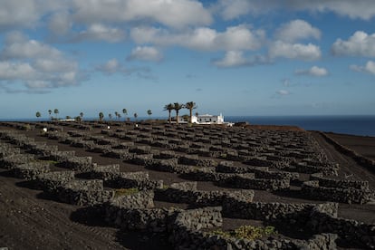 Los viñedos rodean el Hotel César Lanzarote, en una imagen proporcionada por el alojamiento.