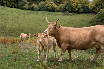 En los valles más próximos a Pamplona, como el de la Ultzama, las vacas producen leche con el sello de Producción Integrada de Navarra, que garantiza la apuesta por procesos respetuosos con el entorno.