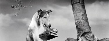 Siete animales que protagonizaron su propia serie de televisión