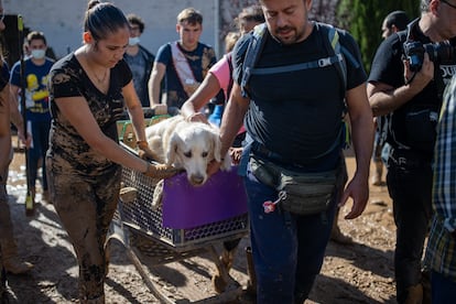 Varias personas trasladan a un perro de una zona afectada por la dana en Massanassa, este sábado.