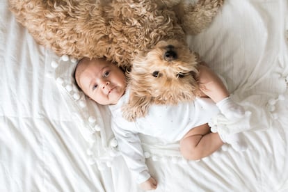 Los niños menores de un año necesitan especial supervisión si duermen con su animal, ya que los cachorros de todas las especies son más frágiles.