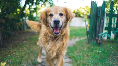 pienso para perros sin cereales de Zooplus