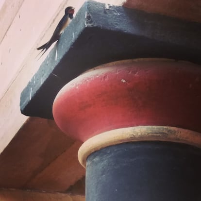 Una golondrina en las ruinas de Cnosos.