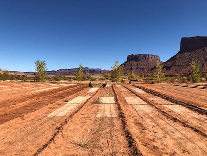 El vivero de biocostras en el desierto de Utah. La ecóloga Sasha Reed y sus colegas cultivan biocostras en telas biodegradables que pueden enrollar, transportar y desenrollar de nuevo en zonas que necesitan restauración. Aquí, las costras desenrolladas se están estableciendo en parcelas de prueba.